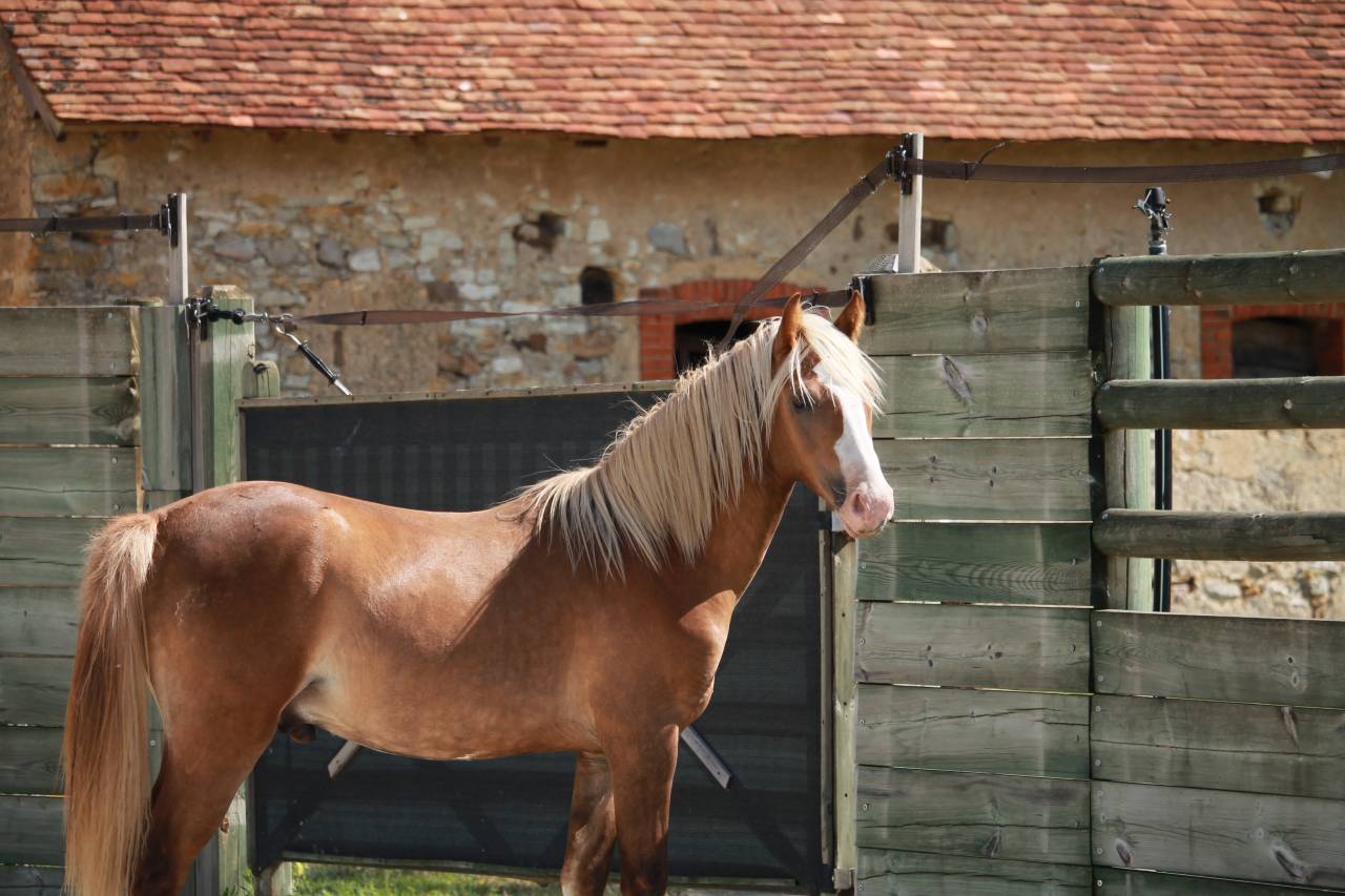 Hengst Franse rijpony PFS Te koop 2024 Koffie vos ,  Dragibus du rouget