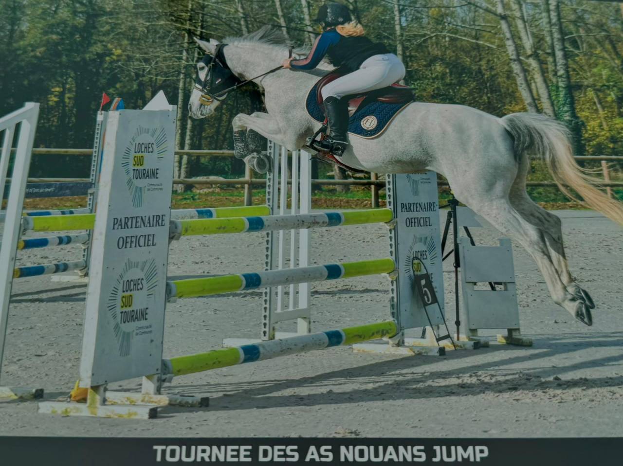 Merrie Welsh Partbred Te koop 2015 Schimmel