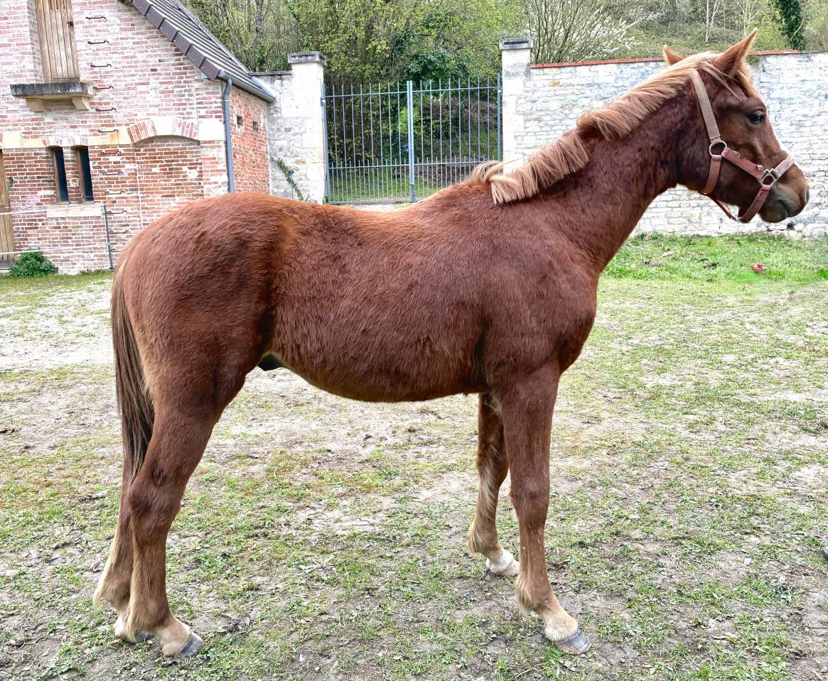 Ruin Connemara Te koop 2025 Vos