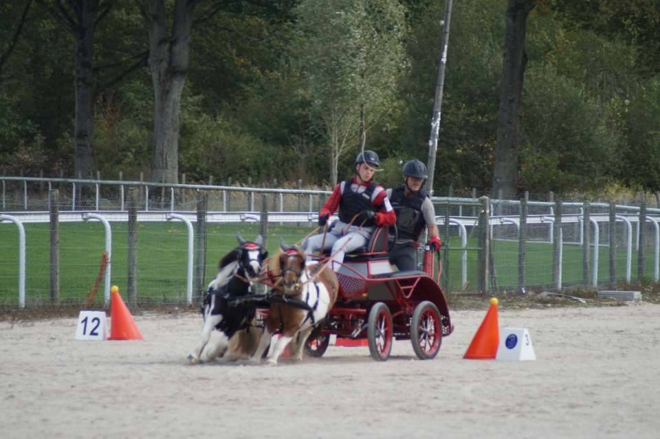 Merrie Shetland Te koop 2013 Bont