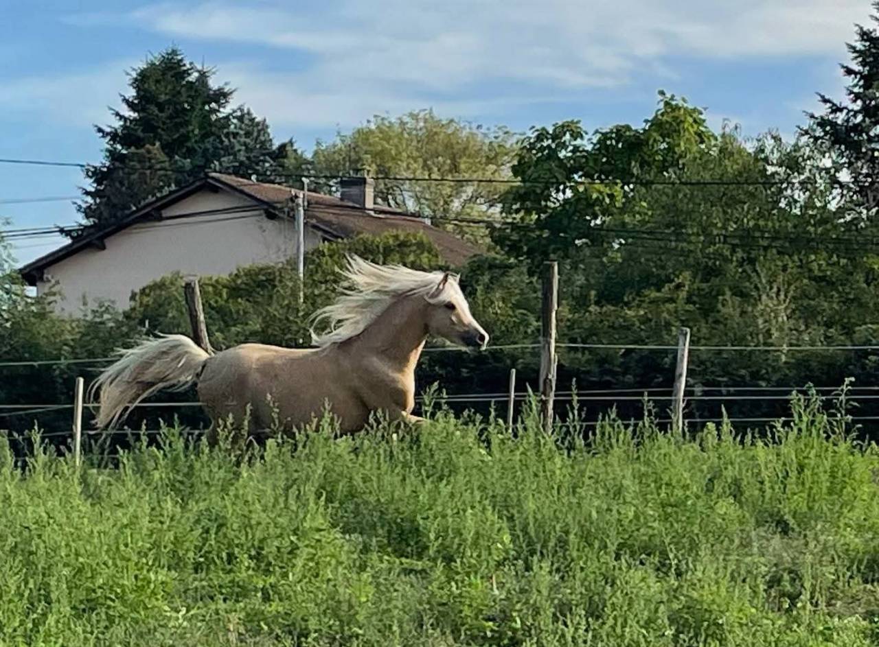 Dekhengst Welsh Pony (Section B) Te koop 2021 Palomino