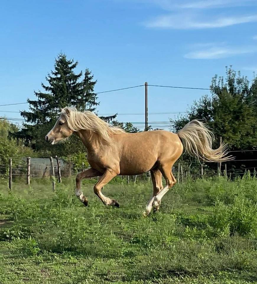Dekhengst Welsh Pony (Section B) Te koop 2021 Palomino