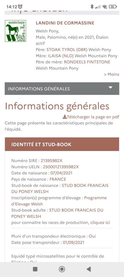 Dekhengst Welsh Pony (Section B) Te koop 2021 Palomino