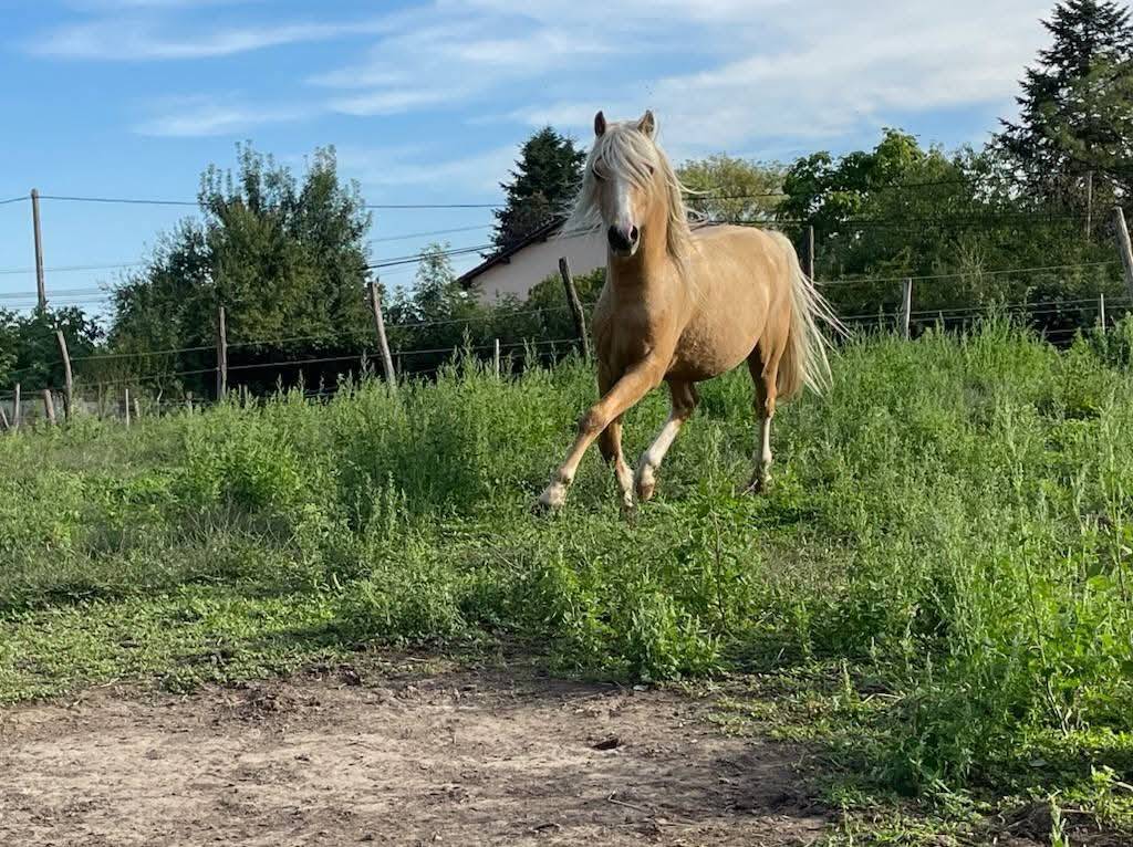 Dekhengst Welsh Pony (Section B) Te koop 2021 Palomino