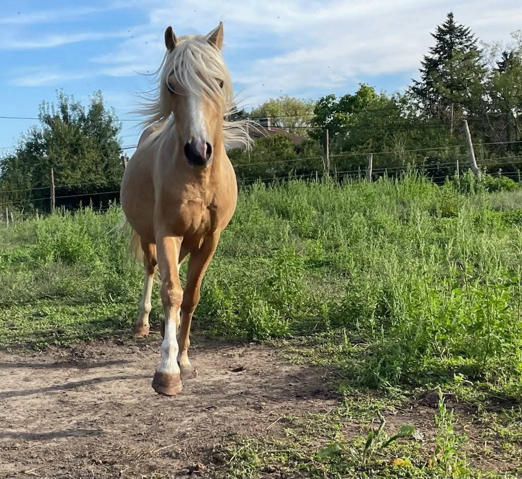 Dekhengst Welsh Pony (Section B) Te koop 2021 Palomino