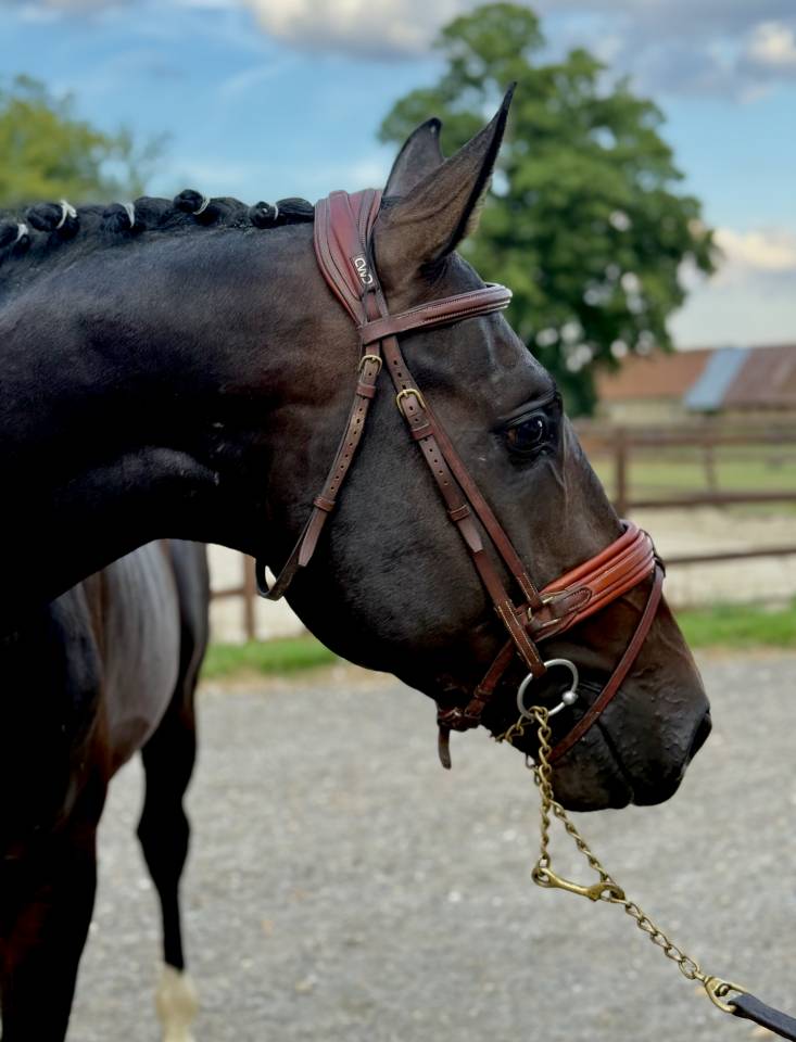 Ruin Holsteiner Te koop 2022 Bruin / Bai ,  United way