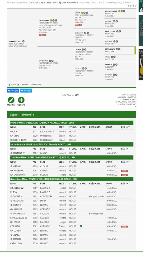 Ruin Holsteiner Te koop 2022 Bruin / Bai ,  United way