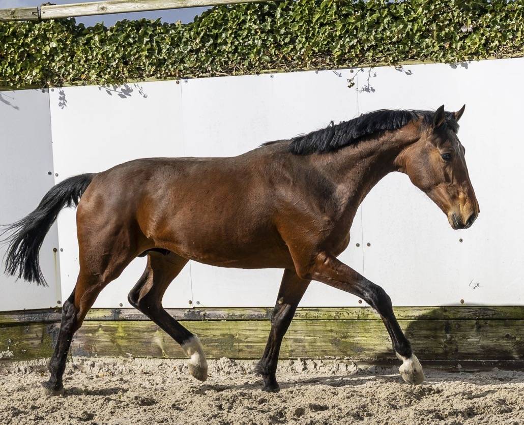 Hengst BWP Belgisch volbloed Te koop 2024 Donker bruin / bai ,  &Eacute;quitron Naxcel V