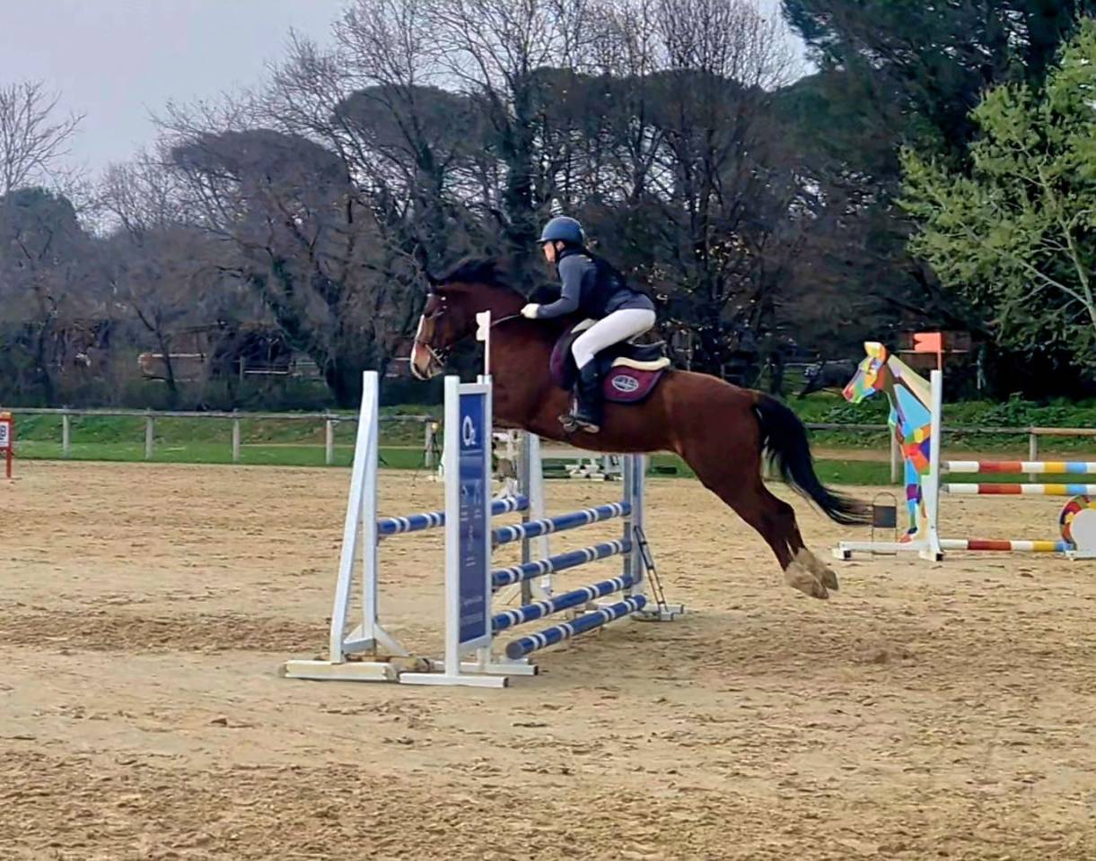 Ruin New Forest Te koop 2021 Donker bruin / bai