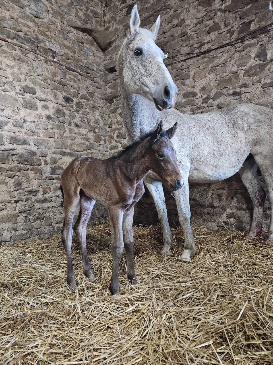 Veulen (vr) Selle Fran&ccedil;ais Te koop 2026 Bruin / Bai ,  HEROE DE CAFENY