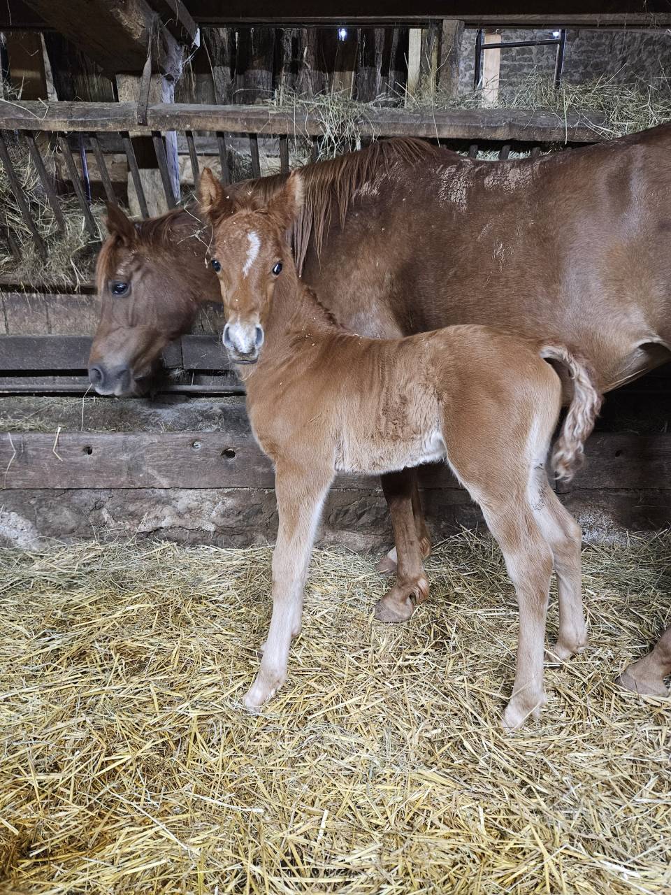 Veulen (ml) Arabisch volbloed Te koop 2026 Vos ,  A F MANJAROH 