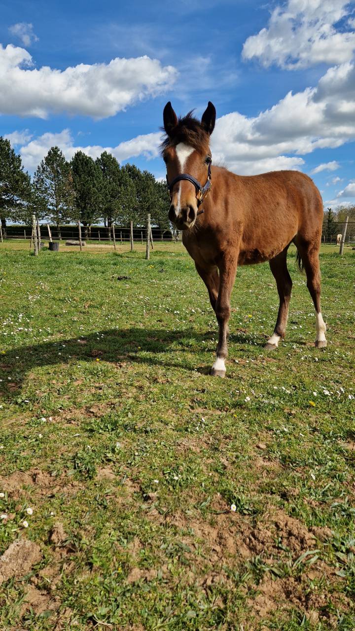 Veulen (vr) Franse rijpony PFS Te koop 2025 Donker bruin / bai
