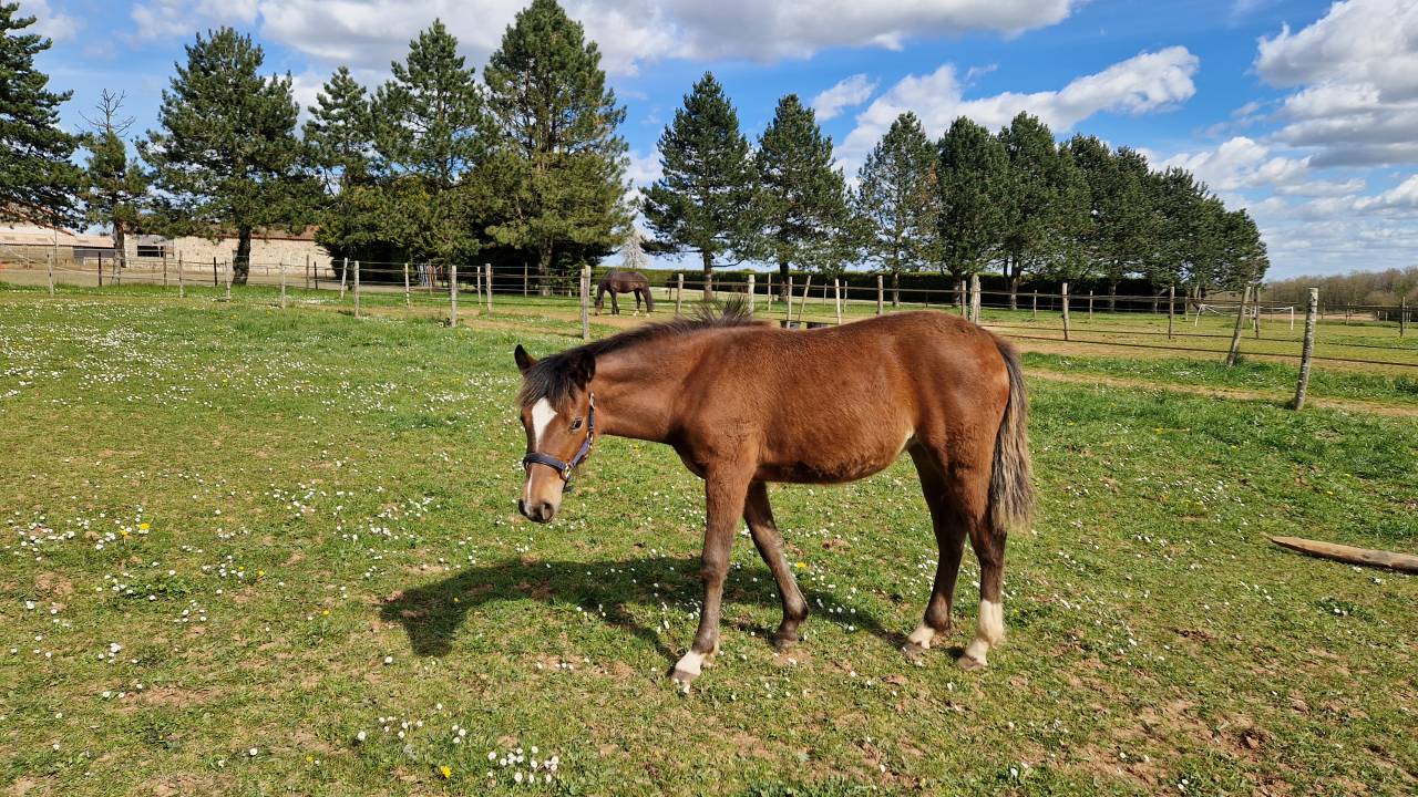 Veulen (vr) Franse rijpony PFS Te koop 2025 Donker bruin / bai