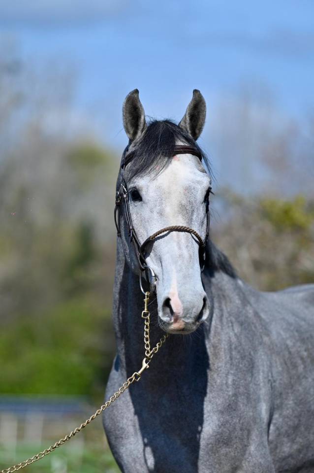 Hengst KWPN Nederlands sportpaard Te koop 2023 Schimmel ,  Dallas vdl