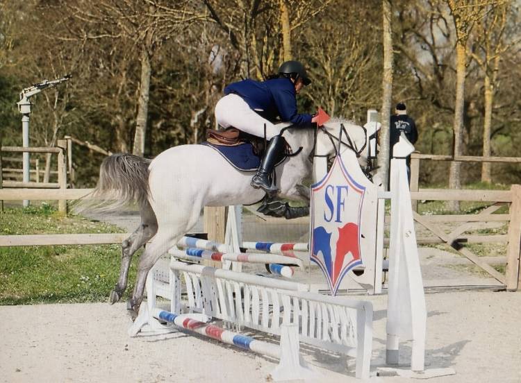 Merrie Franse rijpony PFS Te koop 2022 Schimmel