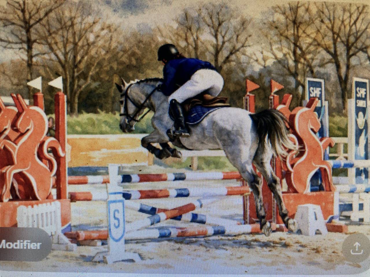 Merrie Franse rijpony PFS Te koop 2022 Schimmel
