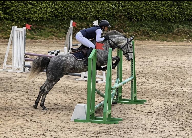 Merrie Franse rijpony PFS Te koop 2022 Schimmel