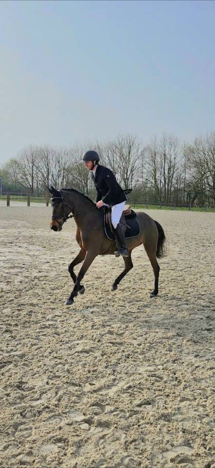 Merrie Franse rijpony PFS Te koop 2021 Bruin / Bai