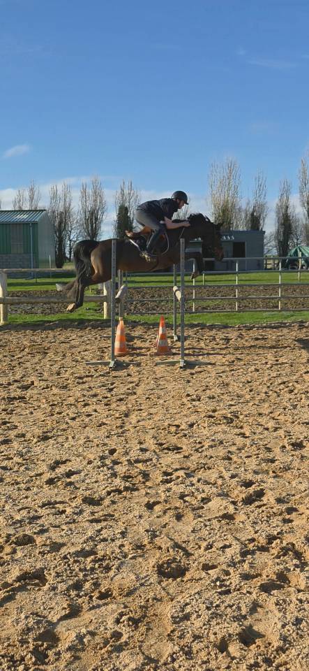 Merrie Franse rijpony PFS Te koop 2021 Bruin / Bai