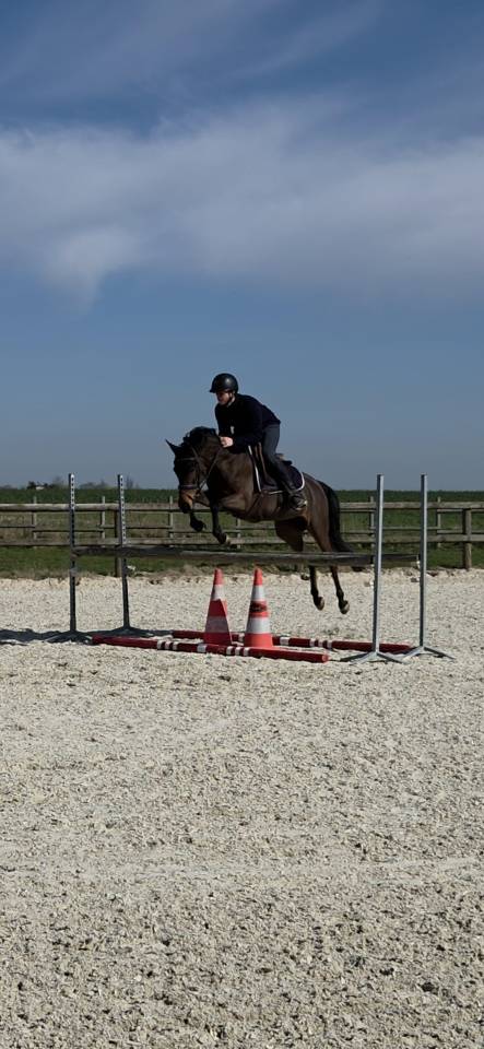 Merrie Franse rijpony PFS Te koop 2021 Bruin / Bai
