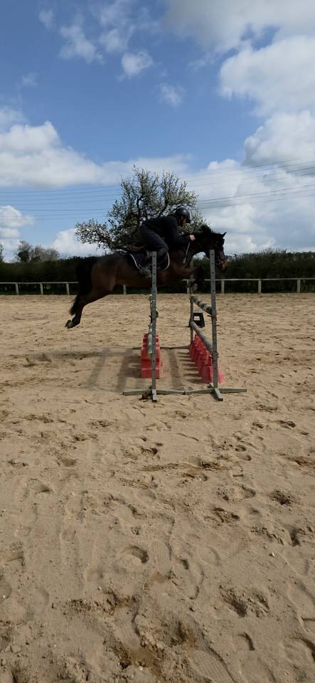 Merrie Franse rijpony PFS Te koop 2021 Bruin / Bai