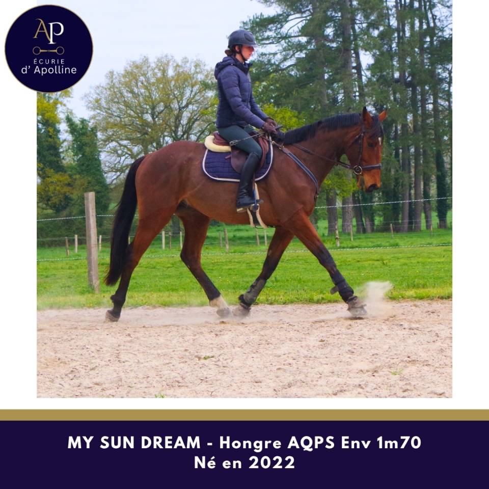 Ruin Autre Que Pur-Sang (Geen volbloed) Te koop 2022 Donker bruin / bai