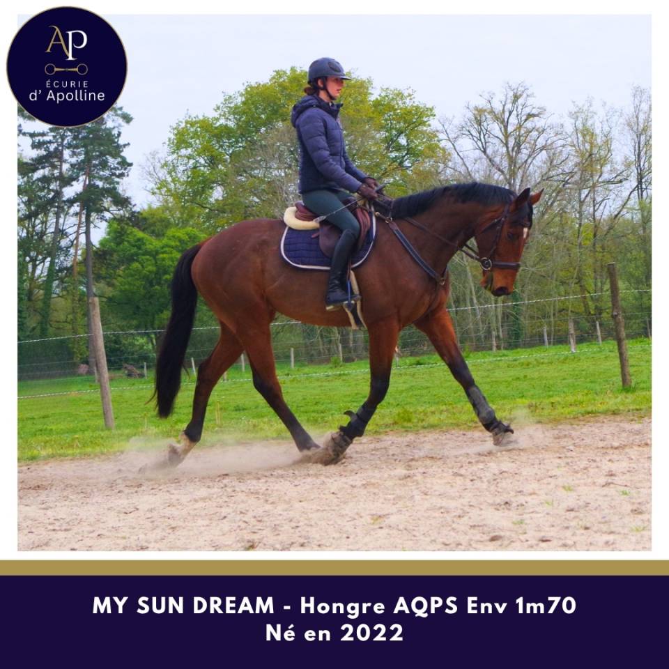 Ruin Autre Que Pur-Sang (Geen volbloed) Te koop 2022 Donker bruin / bai