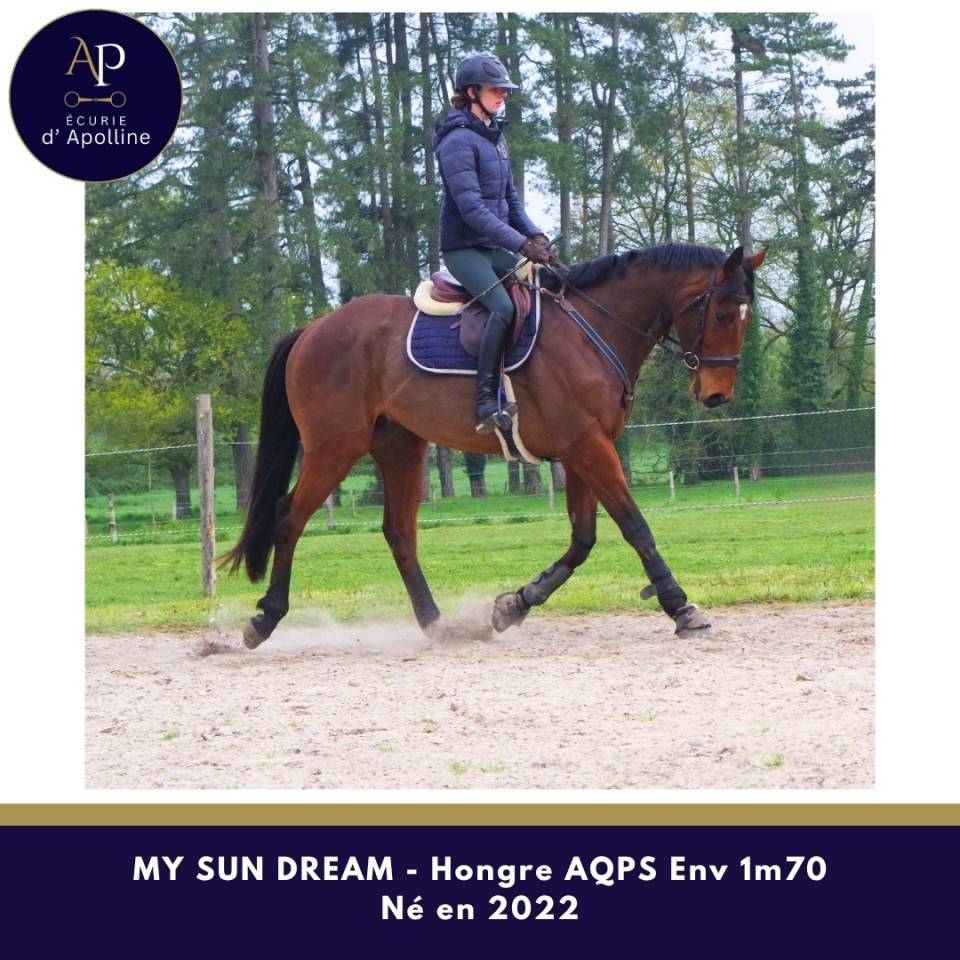 Ruin Autre Que Pur-Sang (Geen volbloed) Te koop 2022 Donker bruin / bai