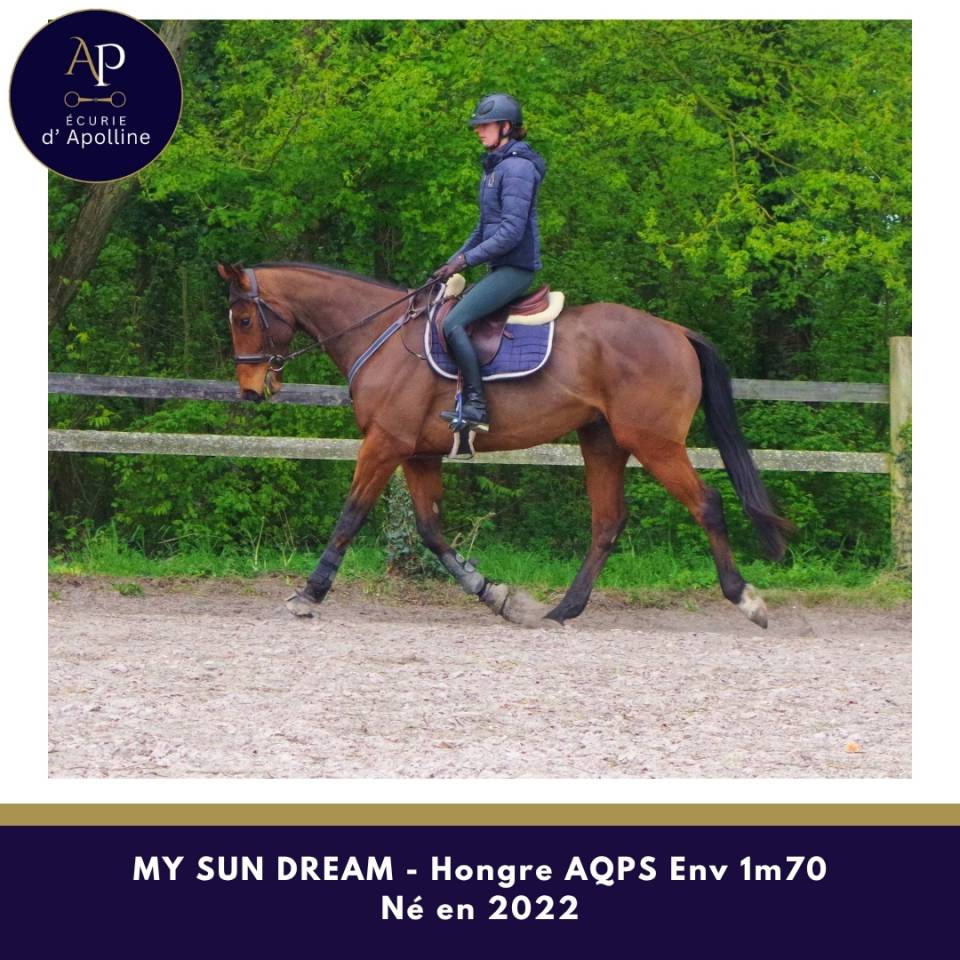 Ruin Autre Que Pur-Sang (Geen volbloed) Te koop 2022 Donker bruin / bai