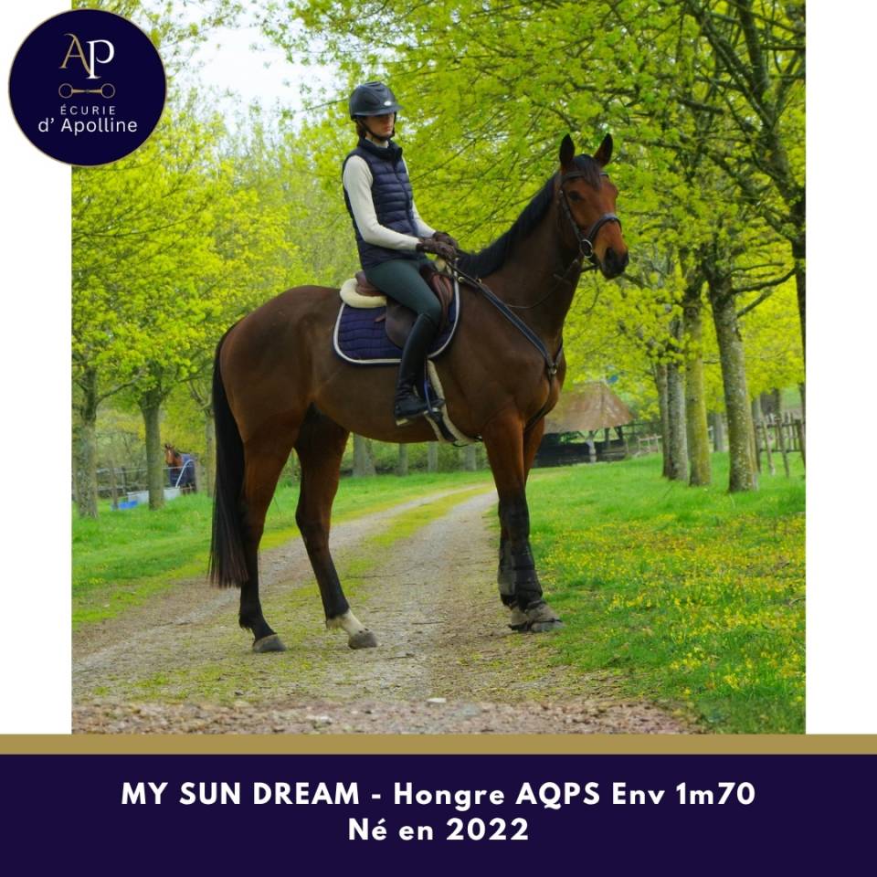 Ruin Autre Que Pur-Sang (Geen volbloed) Te koop 2022 Donker bruin / bai