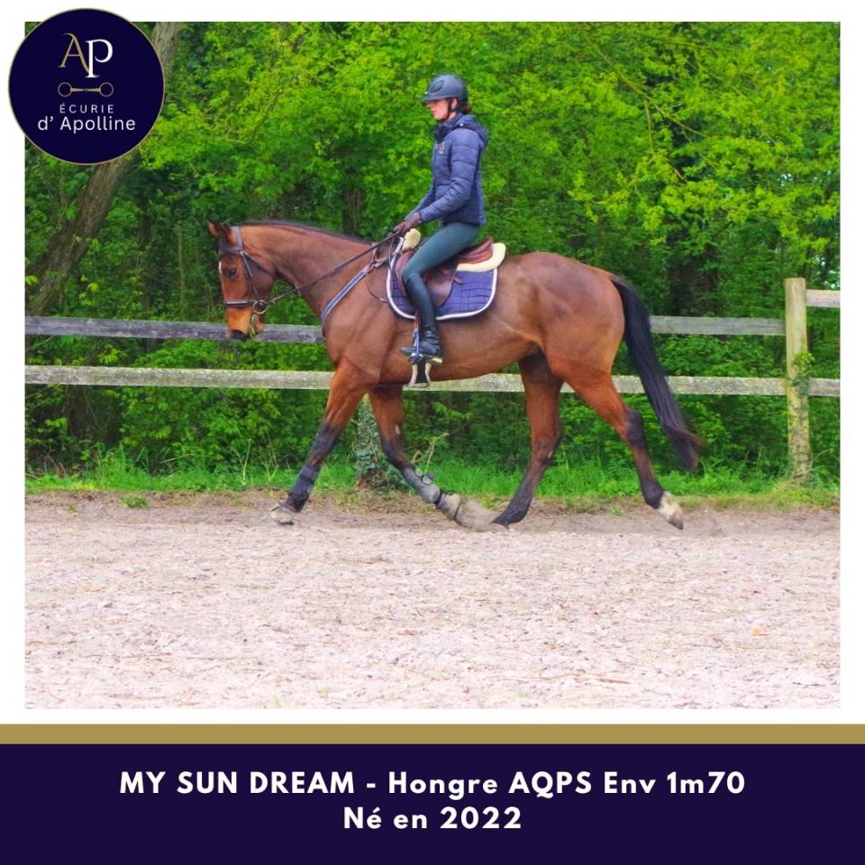 Ruin Autre Que Pur-Sang (Geen volbloed) Te koop 2022 Donker bruin / bai