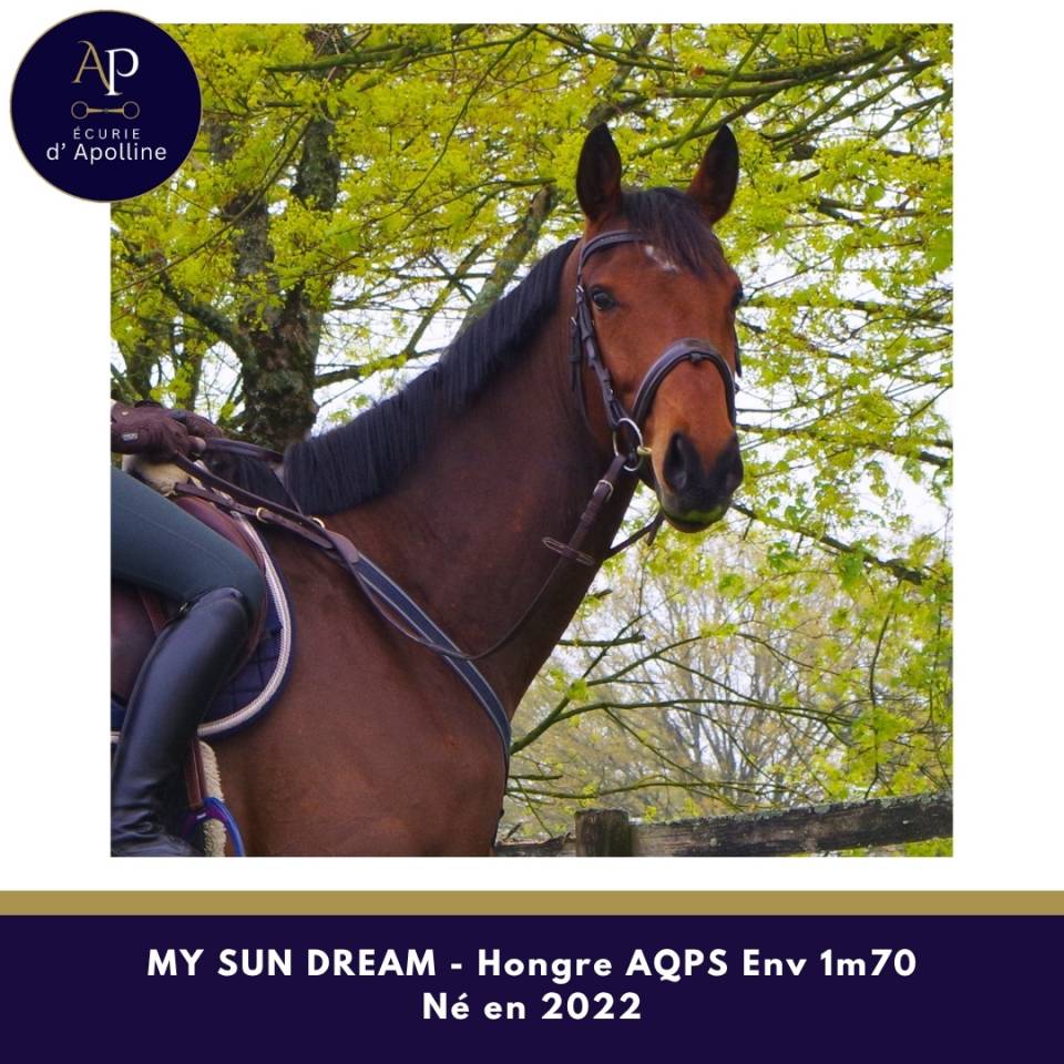 Ruin Autre Que Pur-Sang (Geen volbloed) Te koop 2022 Donker bruin / bai