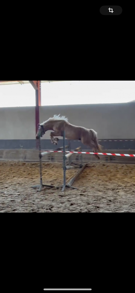 Hengst Connemara Te koop 2022 Palomino ,  SALAM DU ROC