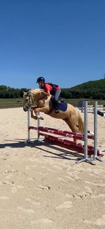 Hengst Connemara Te koop 2022 Palomino ,  SALAM DU ROC