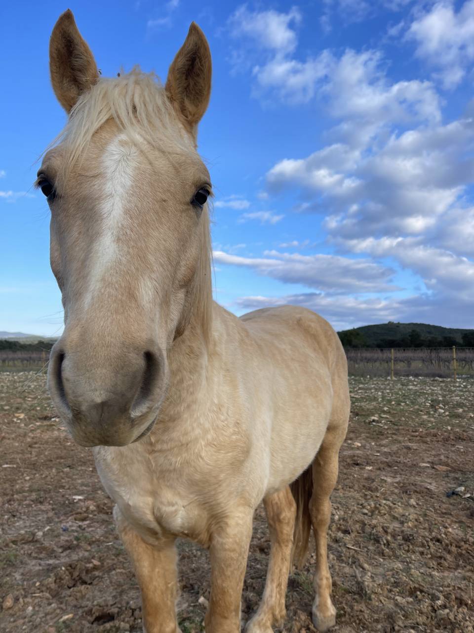Hengst Connemara Te koop 2022 Palomino ,  SALAM DU ROC