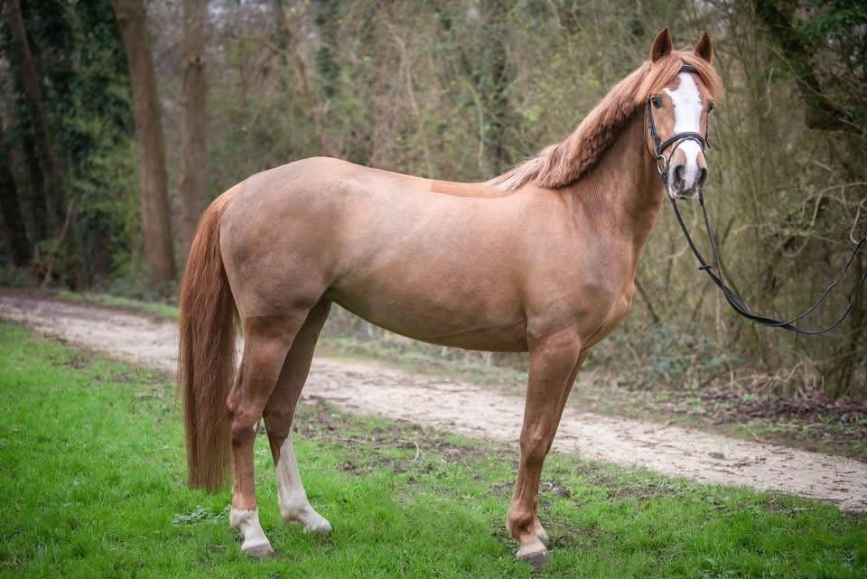 Merrie Franse rijpony PFS Te koop 2019 Vos