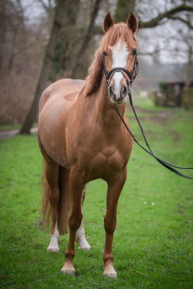 Merrie Franse rijpony PFS Te koop 2019 Vos