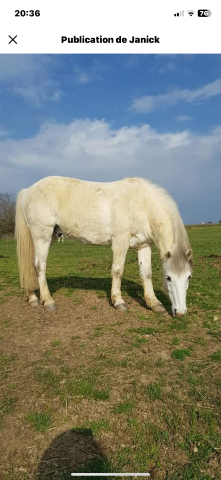 Ruin Ras onbekend Te koop 2006 Schimmel