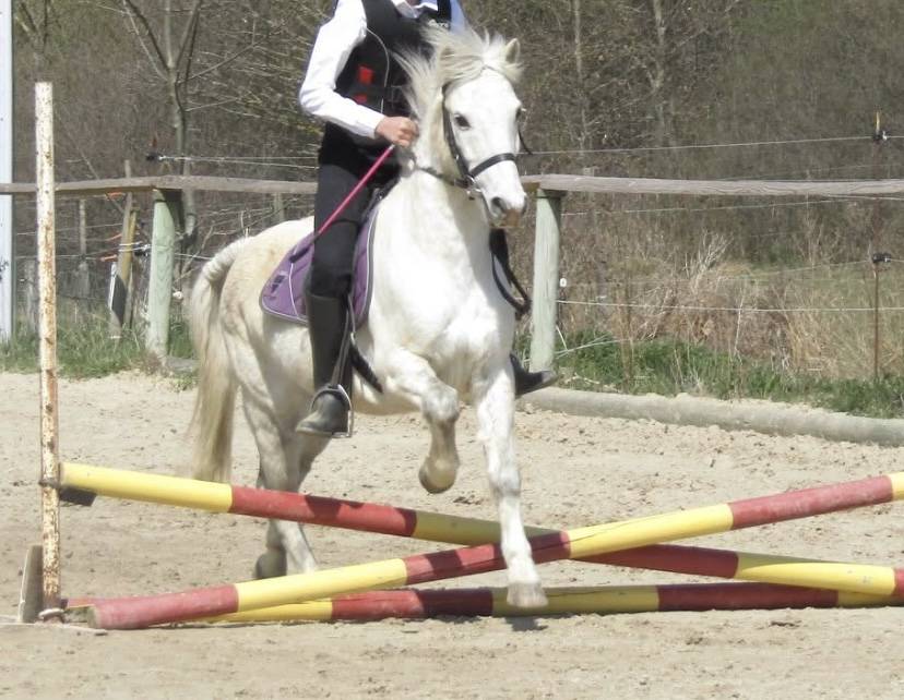 Ruin Ras onbekend Te koop 2006 Schimmel