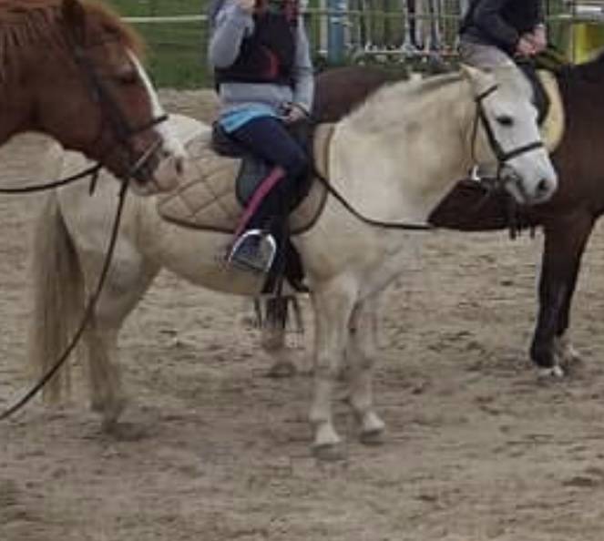 Ruin Ras onbekend Te koop 2006 Schimmel