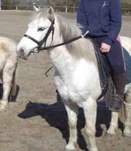 Ruin Ras onbekend Te koop 2006 Schimmel