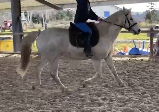 Ruin Connemara Te koop 2009 Schimmel ,  DREAM OF AULNE