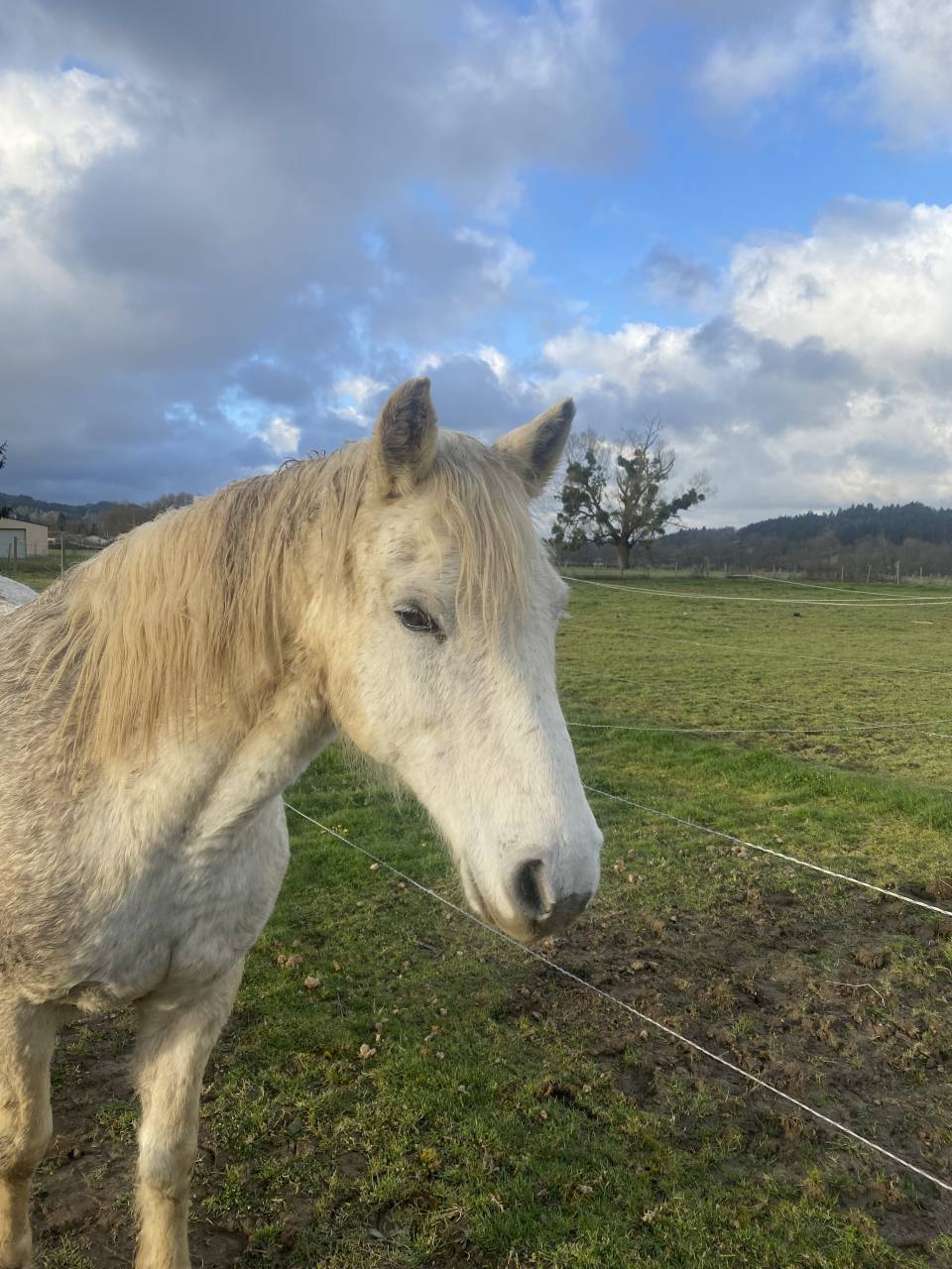 Ruin Connemara Te koop 2009 Schimmel ,  DREAM OF AULNE