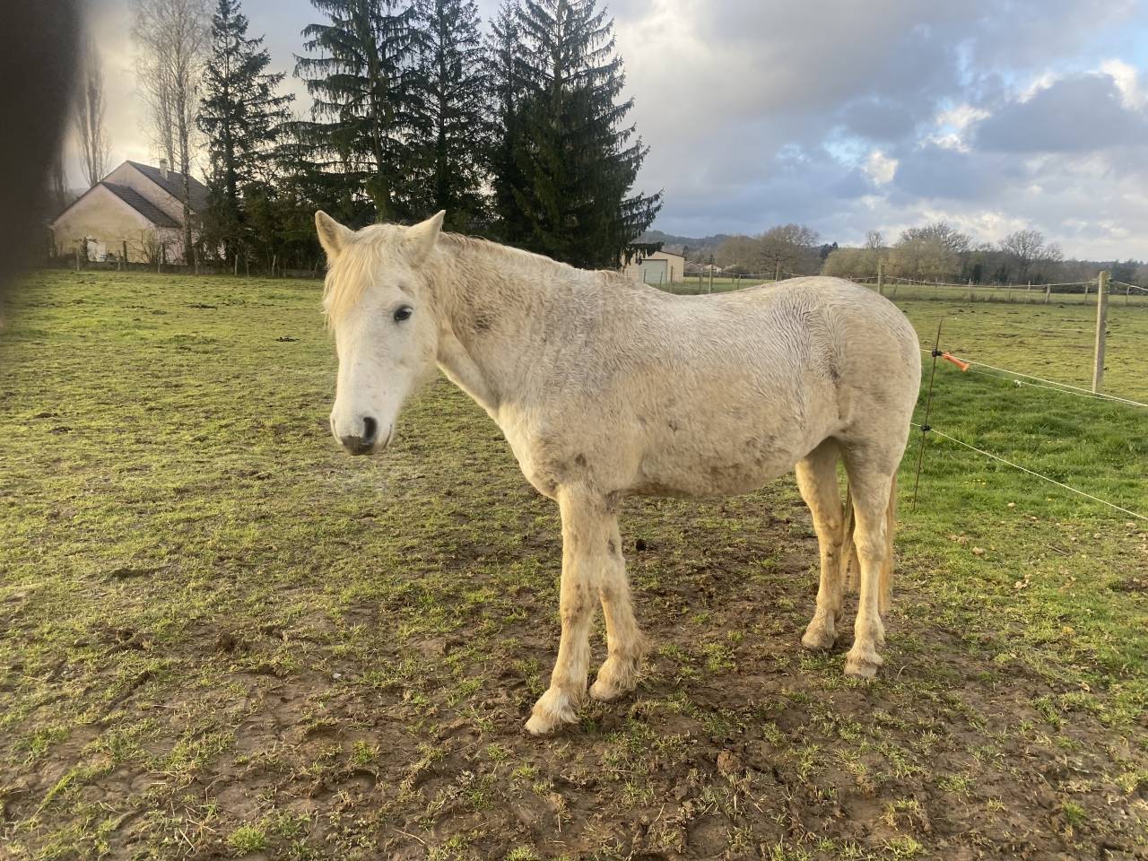 Ruin Connemara Te koop 2009 Schimmel ,  DREAM OF AULNE