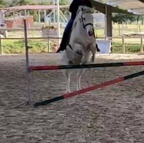 Ruin Connemara Te koop 2009 Schimmel ,  DREAM OF AULNE