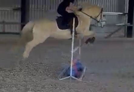 Ruin Connemara Te koop 2009 Schimmel ,  DREAM OF AULNE