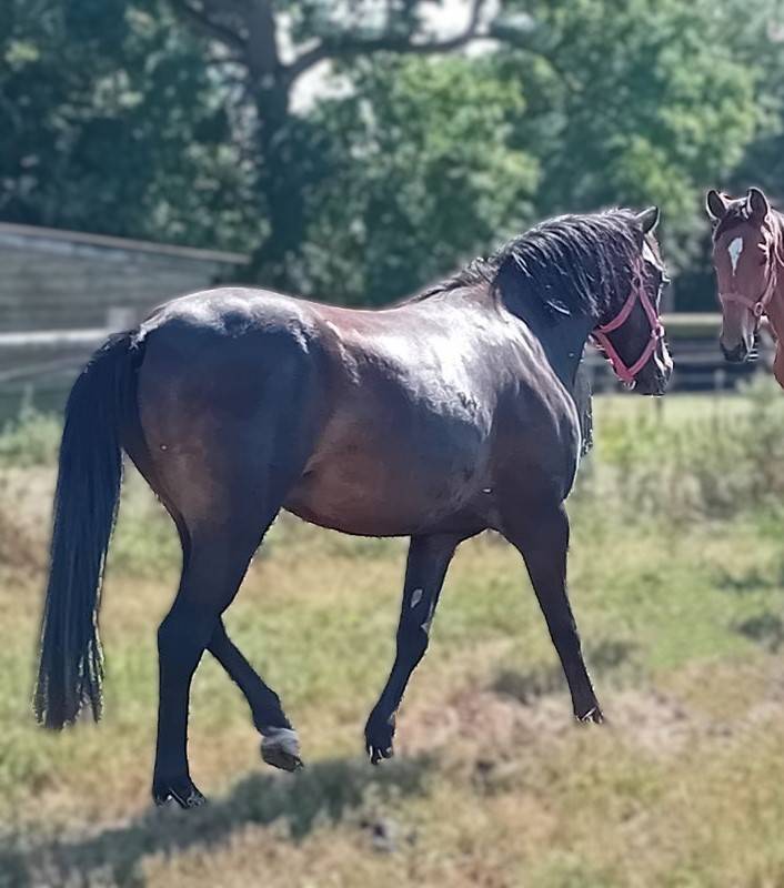 Ruin Franse rijpony PFS Te koop 2022 Bruin / Bai ,  Guernica de Jomat