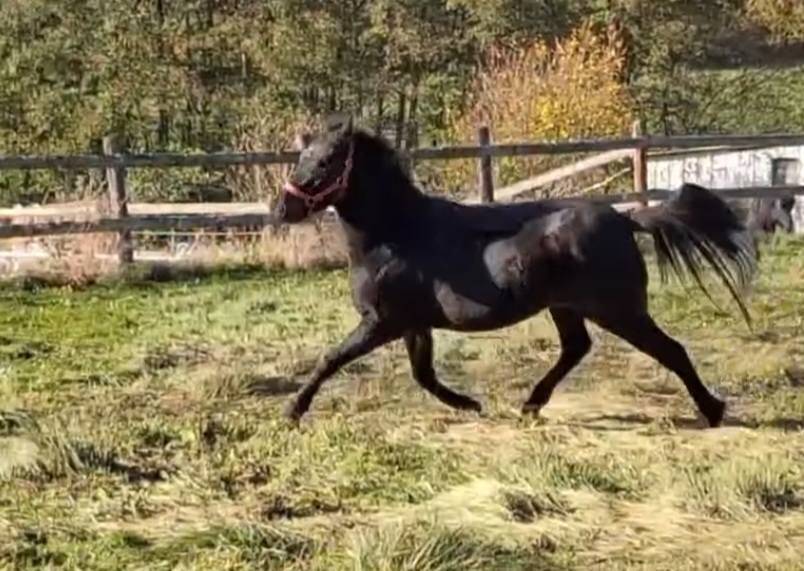 Ruin Franse rijpony PFS Te koop 2022 Bruin / Bai ,  Guernica de Jomat