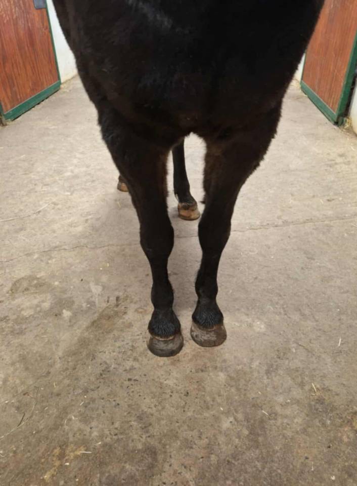 Ruin Franse rijpony PFS Te koop 2022 Bruin / Bai ,  Guernica de Jomat