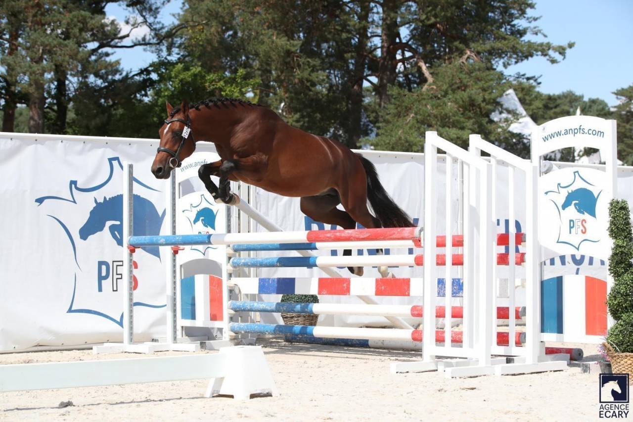 Ruin Franse rijpony PFS Te koop 2023 Donker bruin / bai